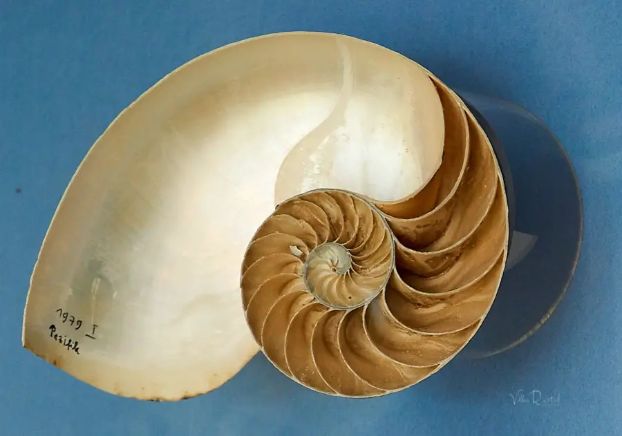 nautilus-goldene-spirale