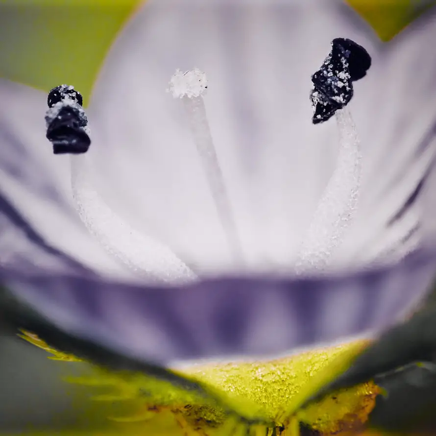 Makrofotgrafie: Pollen auf Blume