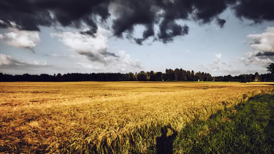 Getreidefeld mit Gewitterwolken