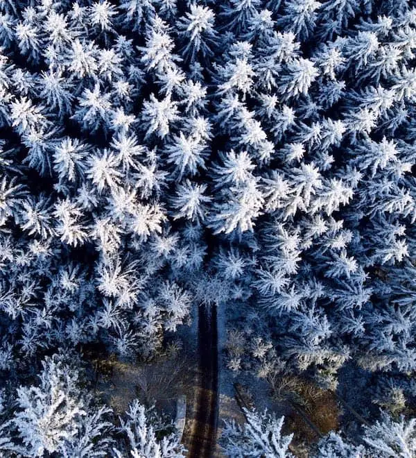 Drohnenfotografie: Tannen im Winter (Senkrechtsicht)